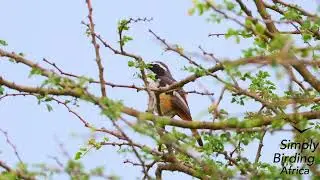 White-throated Robin-Chat Perched Openly | Master of Mimicry