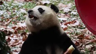 눈 내린 선수핑의 아침 설경(?)을 배경으로 푸바오의 아침 먹방 보러 오세요.