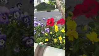Mùa hè Canada, chỉ cần hoa nở là vui. 