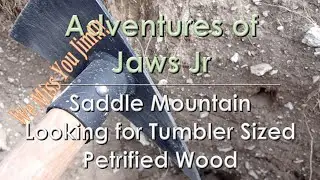 Rock Hounding at Saddle Mountain for Petrified Wood