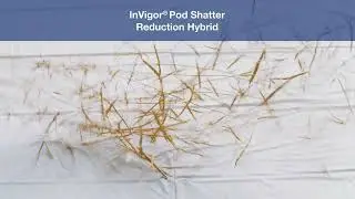 Will it Shatter &ndash; Whipping Canola | BASF