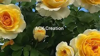 Beauty of nature #rose#flower#spring#tulip#garden#video#viral video #beautiful rose nature #gardenin