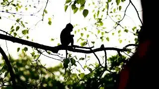 a delightful silhouette of a little monkey #cutemonkeyvideo #monkeylife #Wildlife