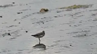 Terek Sandpiper