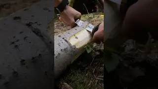TREE BARK REMOVAL TOOL DIY #bushcraft #camping #survival #shorts