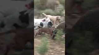 🙌 Esto es casi un agarre en carrera.