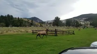 Man Charged by Bull Elk in Yellowstone Park || ViralHog