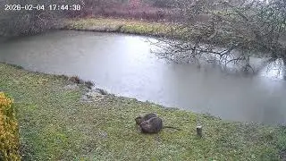 Rainy Wednesday shenanigans! Coypu Nutria.