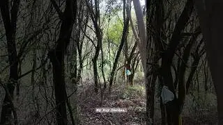How I plant star anise in the forest under a big tree