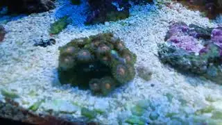 The Zoanthids We Randomly Name