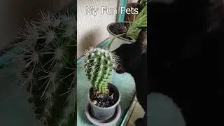 Кот грызёт Кактус | My Fun Pets