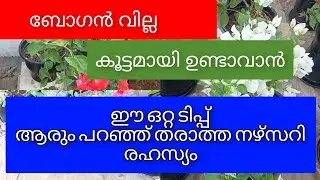 Top Bougainvillea Varieties This Month 🔥 | NPK Fertilizer || Bougainvillea Garden Tour Bougainvillea