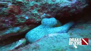 VIDEO4 9 AGOSTO EN ISLA DEL CA&Ntilde;O CON DRAKE DIVERS COSTA RICA