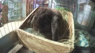 Holland Lop Rabbit Giving Birth - Baby Bunny Updates