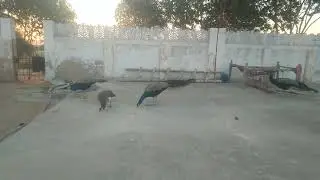 #beautiful #peacocks #seen #and #video #viral 