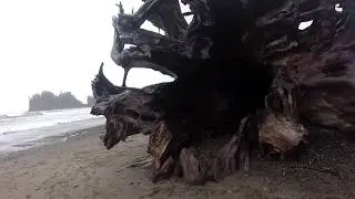 We first saw this tree 4 years ago