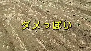 新規就農6年目　9月16日〜　突然の秋になりました！変化が激しすぎてついていけません・・・