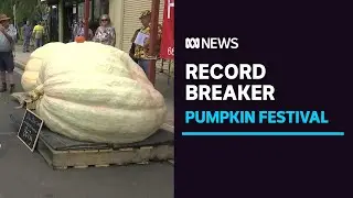 Record set at Kyogle's annual giant pumpkin festival | ABC News