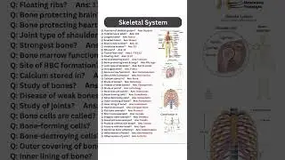 Skeleton system shorts  #orthopedics  #ytshorts #medical #mbbsabroad #mbbs #nurseryrhymes #nurse