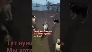 🆘️Наш приют нуждается в фин.помощи  ☎️ для переводов по СБП 89170924329 (сбер, озон)