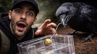 This Animal Beat Humans in Intelligence Tests