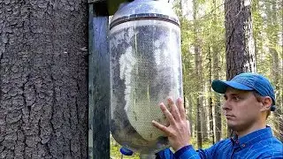 Сладкое путешествие: от пчёл до бутылок &mdash; изнутри массового производства мёда