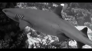 Egitto | Sharm el Sheikh | Estate | 2018 | Vacanze | Diving & Snorkeling | Mar Rosso | GoPro |