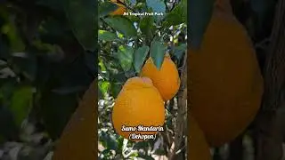 Sumo mandarin (Shiranui Mandarin/Dekopon) — কেন এটি এত জনপ্রিয়? #mandarin #orange #citrus #fruit