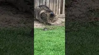 Cat attacks mouse by jumping