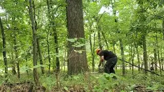 Cutting Bur Oak