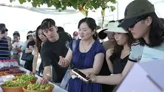 At the Grape Industrial Base in Gongan County, Jingzhou, They embarked on a &ldquo;sweet journey&rdquo;...