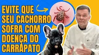 VOC&Ecirc; PRECISA SABER: Doen&ccedil;a do carrapato no cachorro - previna e proteja seu c&atilde;o! CONFIRA AGORA