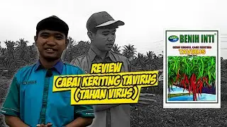 REVIEW CABAI KERITING TAVIRUS DI LAHANNYA LANGSUNG!!
