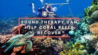 Sound Therapy Can Help Coral Reefs Recover | One Earth