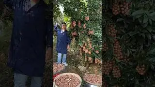 Macadamia nuts harvesting from farmers and rural farming life #rural #agriculture #satisfying