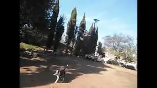 Kite flying dog