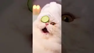 Expectation vs. Reality: Cat Spa Day! 🧖&zwj;♀️😹