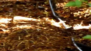 Churr&iacute;n de la Mocha (Eugralla paradoxa)