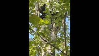 Merry Christmas . Here&rsquo;s another bear treed with hounds at night rider guide service