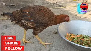 تغذیه پرندگان  و میلورم با پس مانده گیاهان // Vögel und Mehlwürmer mit Pflanzenresten füttern