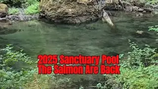2025-Salmon Are Back At Sanctuary Pool-Plus A Unexpected Treat