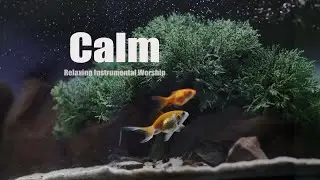 Quiet Zen Real Fish tank Worship Instrumental