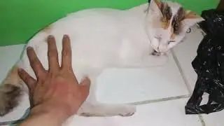 CARA MENGATASI KUCING ANGGORA TELINGA TULI
