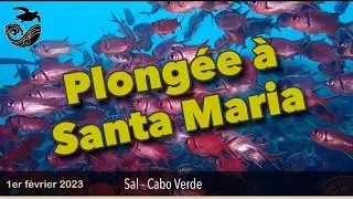 #39 - Plongées à Santa Maria, île de Sal