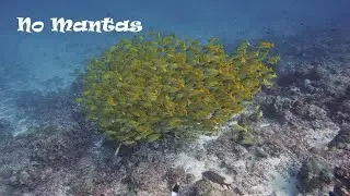 Rangali Manta Point - with no Mantas, South Ari Atoll Maldives