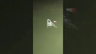 mancingboss#shortvideo