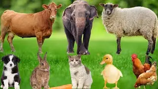 Farm Animal Food: Pigs, Sheep, Cats, Cows, Buffaloes, Ducks, Chickens, and Hippos &ndash;Farm Animal Video