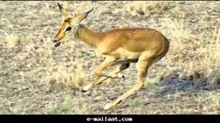 طرق الجبل لمهدي بن حمّاد اليزيدي