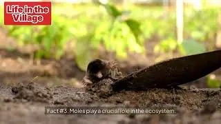 Amazing Mole Facts You Didn&rsquo;t Know! 5 Interesting Facts About Moles.