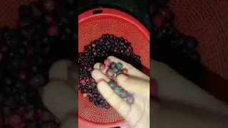 Falsa Juice Recipe,Summer Drink for Weight Loss &Kids,Healthy Sharbat at Home#falsajuice